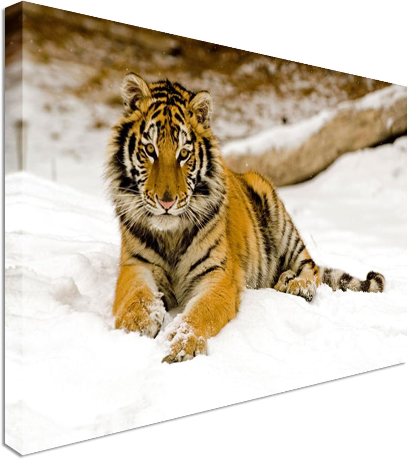 Beautiful Lazy Tiger in Snow Canvas Wall Art Print Large Canvas Wall Art Print 12x16 inches