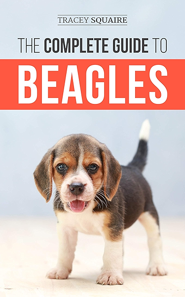 beagle for first time dog owner