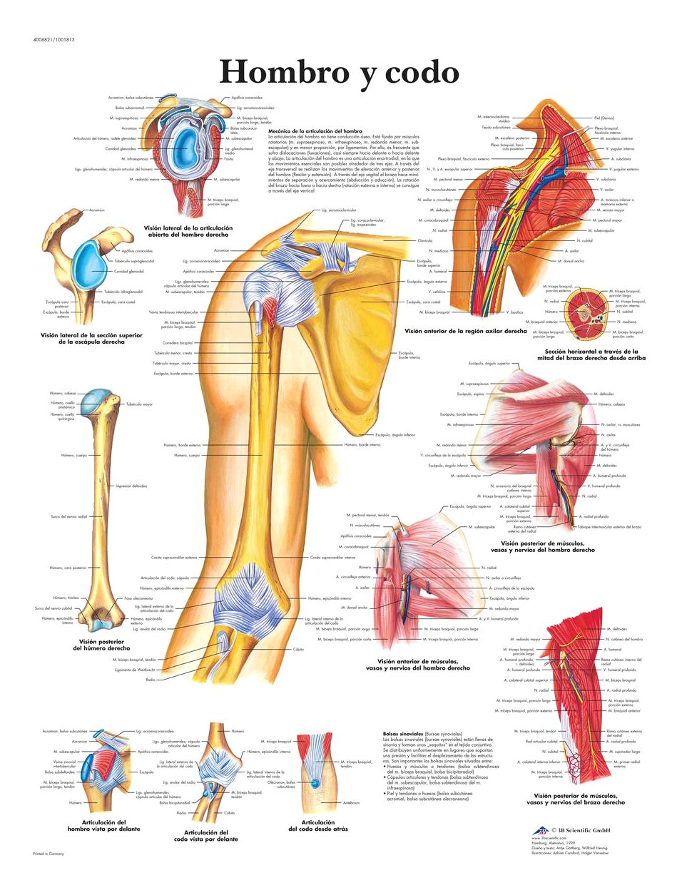 3B Scientific VR3170L Printed On Paper, Shoulder & Elbow