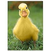 Birthday Card for women, Funny Birthday cards for kids, sister, daughter, mom, grandmother, teen, anyone who needs warm fuzzies.