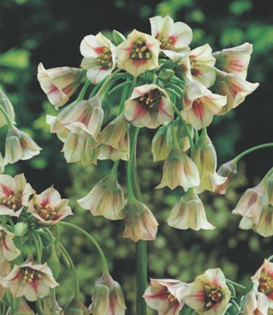 10 Allium Siculum Nectaroscordum Bulgarischer Lauch Blumenzwiebeln