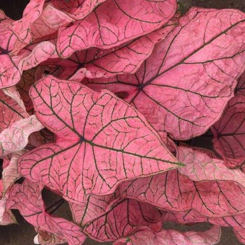 Spring Fling Caladium - 3 Bulbs
