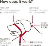 Beaphar Gentle Leader Head Collar for Small Dogs - Anti-Pull Training Aid - view 3