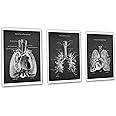 Gnosis Picture Archive Cardio Pulmonary Anatomy Lungs Heart Decor Set of 3 Unframed Medical Art Prints