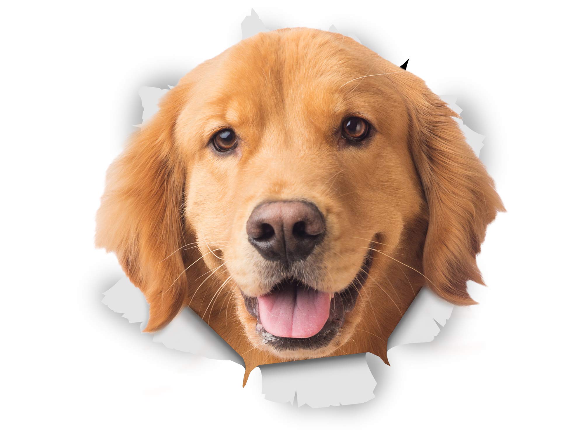 Winston & Bear 3D Dog Stickers - 2 Pack - Happy Golden Retriever Decals for Wall - Fridge - Toilet - Room - Retail Packaged Golden Retriever Dog Stickers