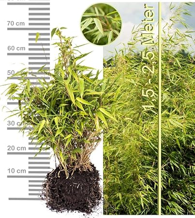 Amazon De Schirmbambus Fargesia Rufa In Extrastarker Solitarqualitat Fur Garten Kubel Trog Beet Terrasse Bambus Als Sichtschutz Bambushecke In Der Modernen Gartengestaltung 2 Stk Midiballen