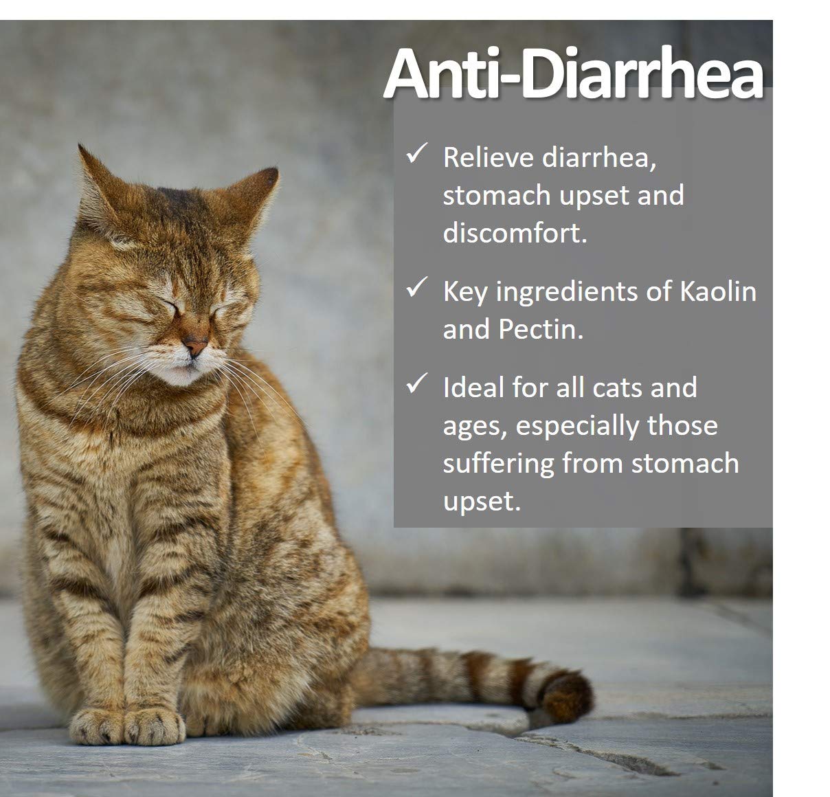 Home Remedy For Cat Vomiting And Diarrhea Cat Meme Stock Pictures and Photos