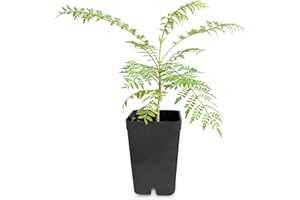 GENERIC My Shelfie - Mini Jacaranda Tree, 3-4 Inch Tall Bonsai Tree in 2-Inch Pot, Trees Live Plants Outdoor Hardiness Zones 9-11, Bonsai Tree Live with Purple Flowers