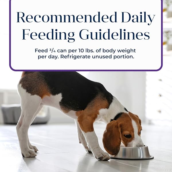 BLUE BUFFALO BASICS GRAIN-FREE ADULT WET DOG FOOD, SKIN & STOMACH CARE, LIMITED INGREDIENT DIET, TURKEY RECIPE, 12.5-OZ CAN, 12 COUNT
