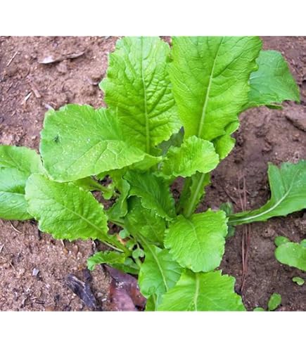 thumbnail image 2 of Old Fashioned Mustard Greens Seeds – Heirloom, Non-GMO – 100 Seeds By Country Creek 2 of 6