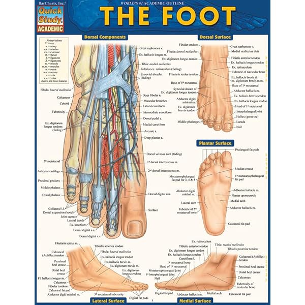 Color Atlas of Foot & Ankle Anatomy: 9780723419952: Medicine
