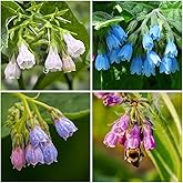 Comfrey Seeds (80 Pcs Mix) - Non-GMO Heirloom Symphytum Officinale - Perennial Herb for Medicinal Use - Ideal for Natural Ski