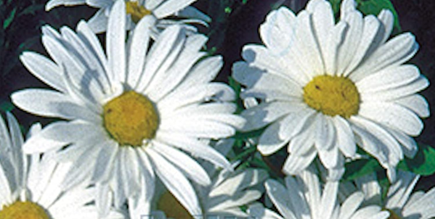 6 LEUCANTHEMUM SUPERBUM 'Alaska' Shasta Daisy Medium Plug Plants