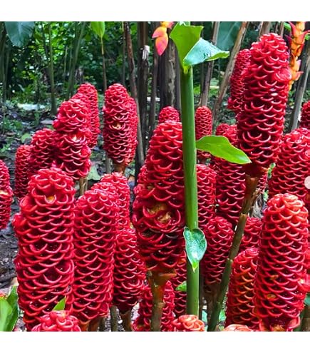 Amazon.com : It Blooms Torch Ginger Plant Rhizome 5pc / Wild
