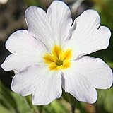 Outsidepride 100 Seeds Perennial Primula White