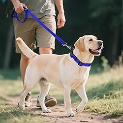 Joytale Reflective Dog Collar,Soft Neoprene Padded
