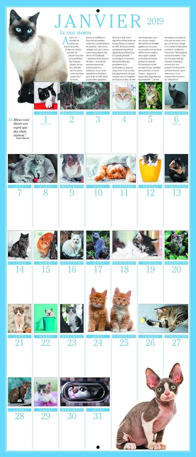 The Great 365 Cats Calendar 2019 - Image 3