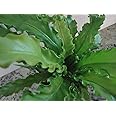 Bird's Nest Fern