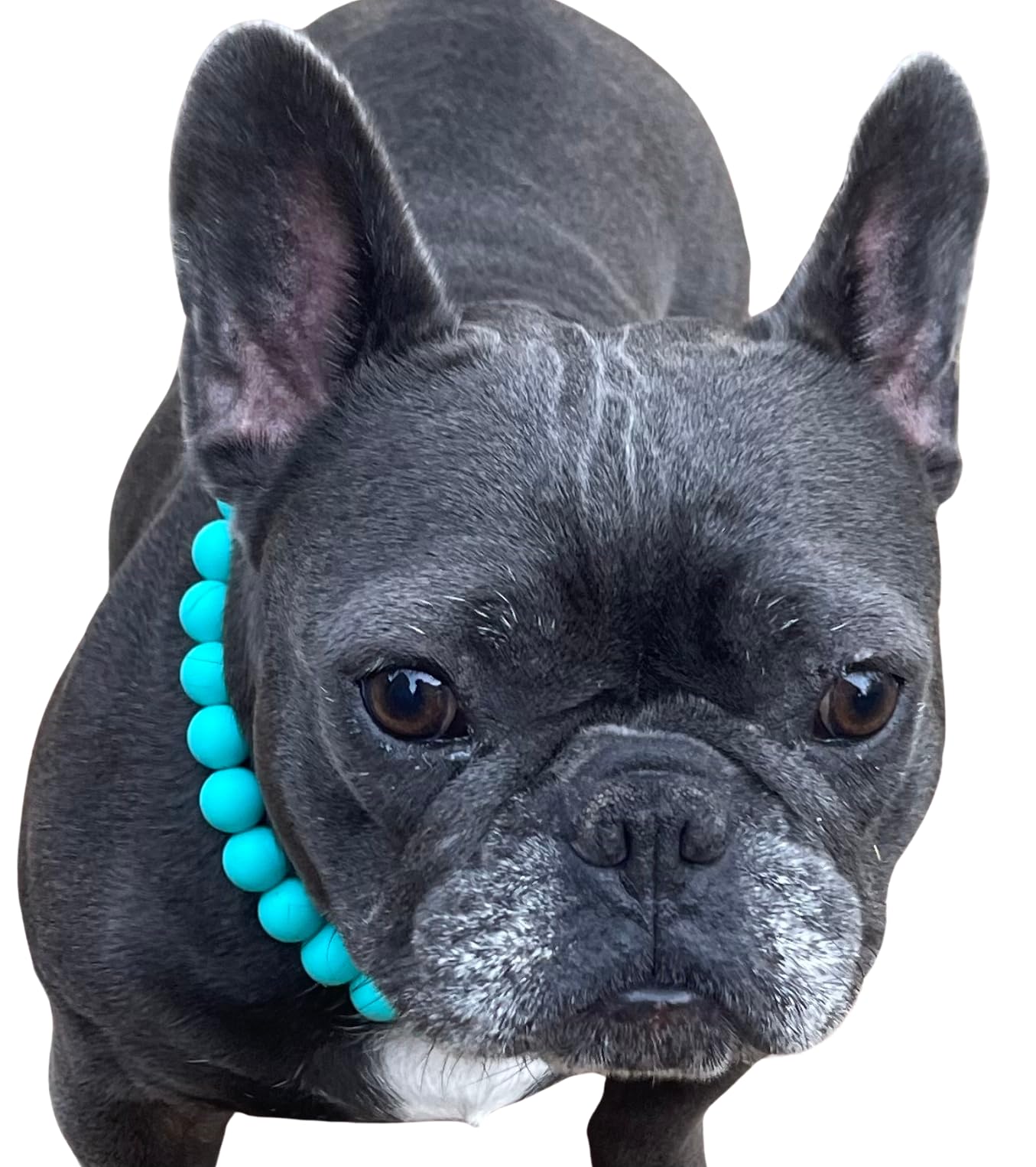 Dog Necklace