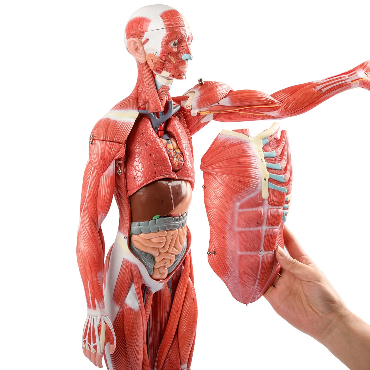 Scientific Muscles Mua EVOTECH Human Muscle and Organ Model, 27-Part 1/2 Life Size ...