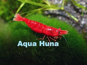 Aqua Huna Red Cherry Shrimp (Grade A) - 10 Pack