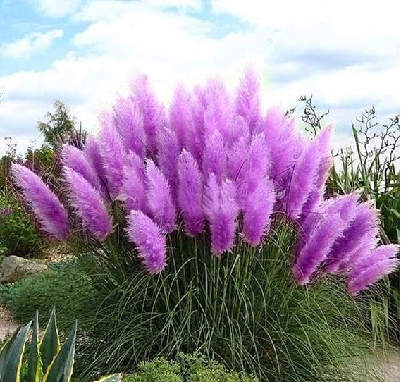 Set Frosthartes Amerikanisches Pampasgras Cortaderia Ziergras im Topf 2x rosa