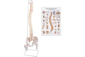 breesky Spine Model, 34.6" Life Size Spinal Cord Model Flexible Anatomical Spine with Vertebrae, Nerves, Arteries, Lumbar Col