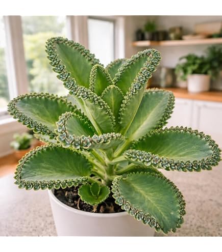 teddy bear succulent plant Kalanchoe Tomentosa