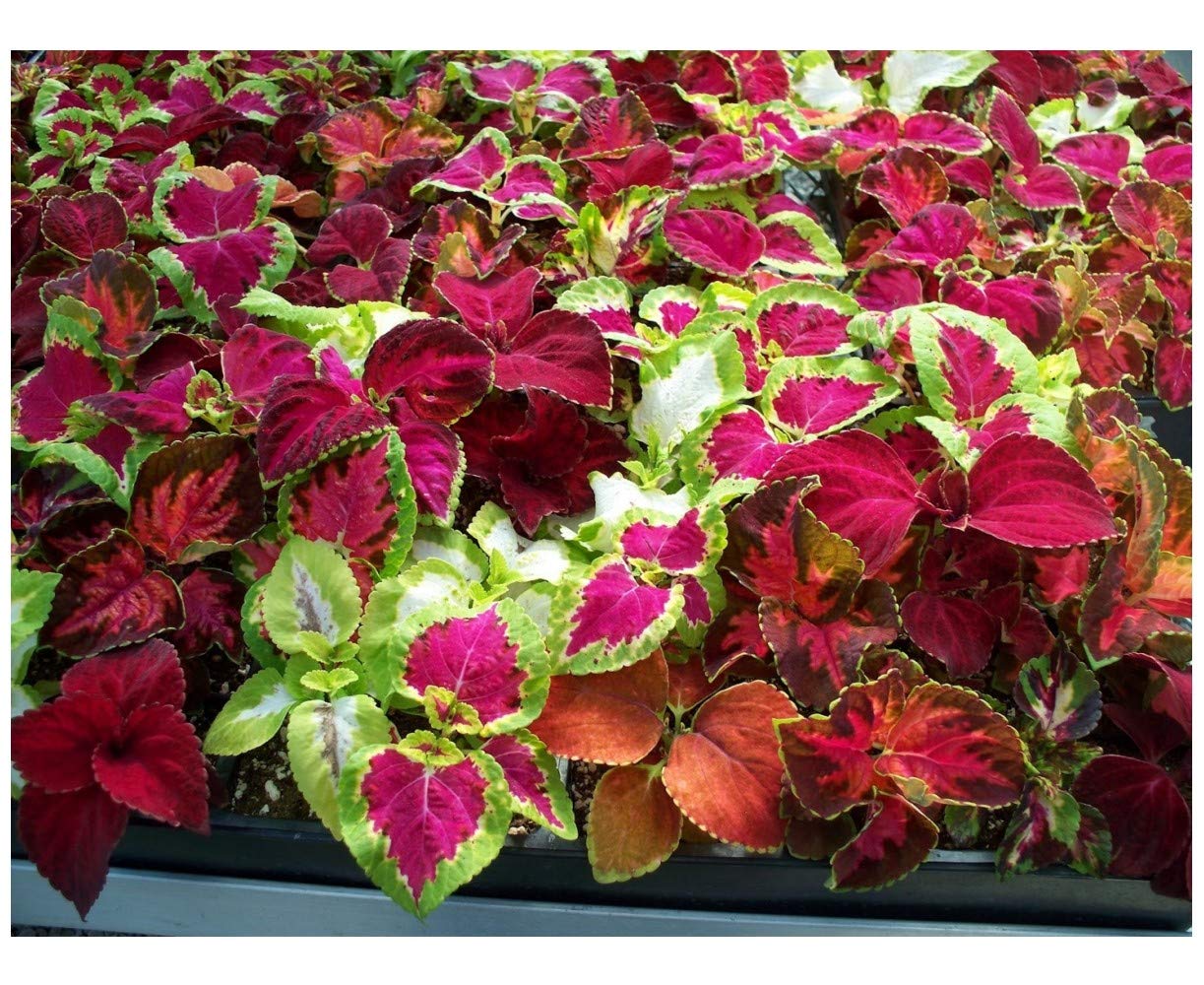 PREMIER SEEDS DIRECT - Coleus - Rainbow Mixture - 800 Finest Seeds - Stunning Foliage