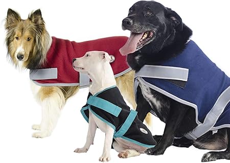 timed dog feeding bowl