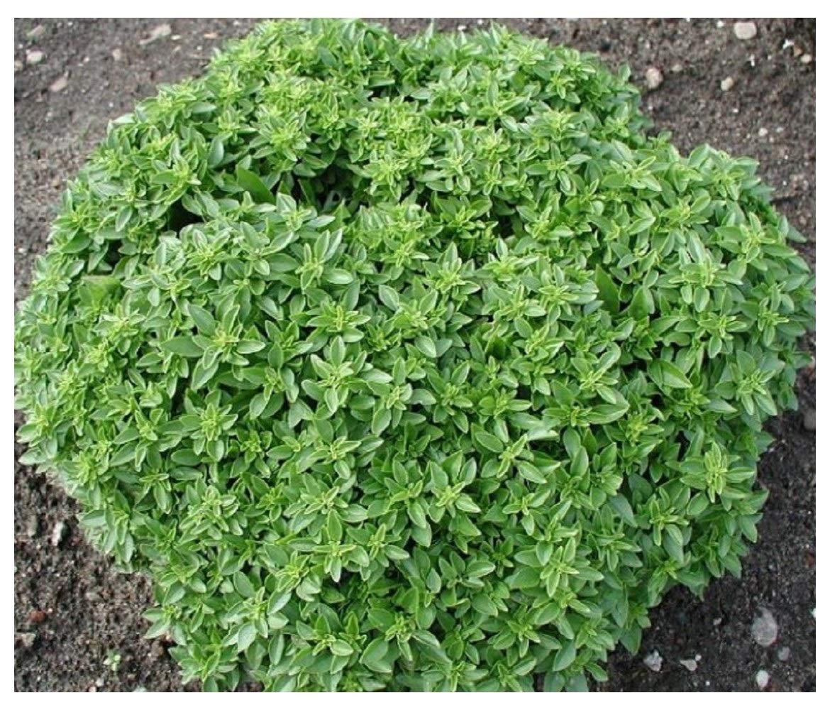 PREMIER SEEDS DIRECT - HERB - Basil - Dwarf Greek - 1200 Finest Seeds