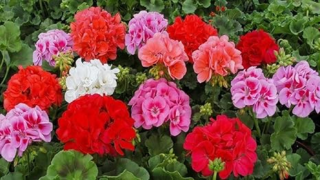 Amazon Co Jp ゼラニウムアップルブロッサムローズバッドゾーンシード 10種子 プロフェッショナルパック ペラルゴニウム多年生花 Home Kitchen