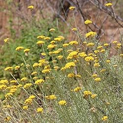 Aromatics International Helichrysum Gymnocephalum