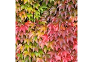 YUNAKSEA Live Boston Ivy Plant, Live Ivy Vine Plant in Pot, 4 to 6 Inch Tall Boston Ivy Plant Live Ivy Climbing Plant for Outdoor Garden