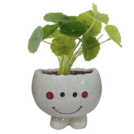 India Meets India Handicraft Ceramic Flower Pots Ceramic Planter Plant Pots Indoor Outdoor Planter, Best Gifting, Made by Awarded Indian Artisan