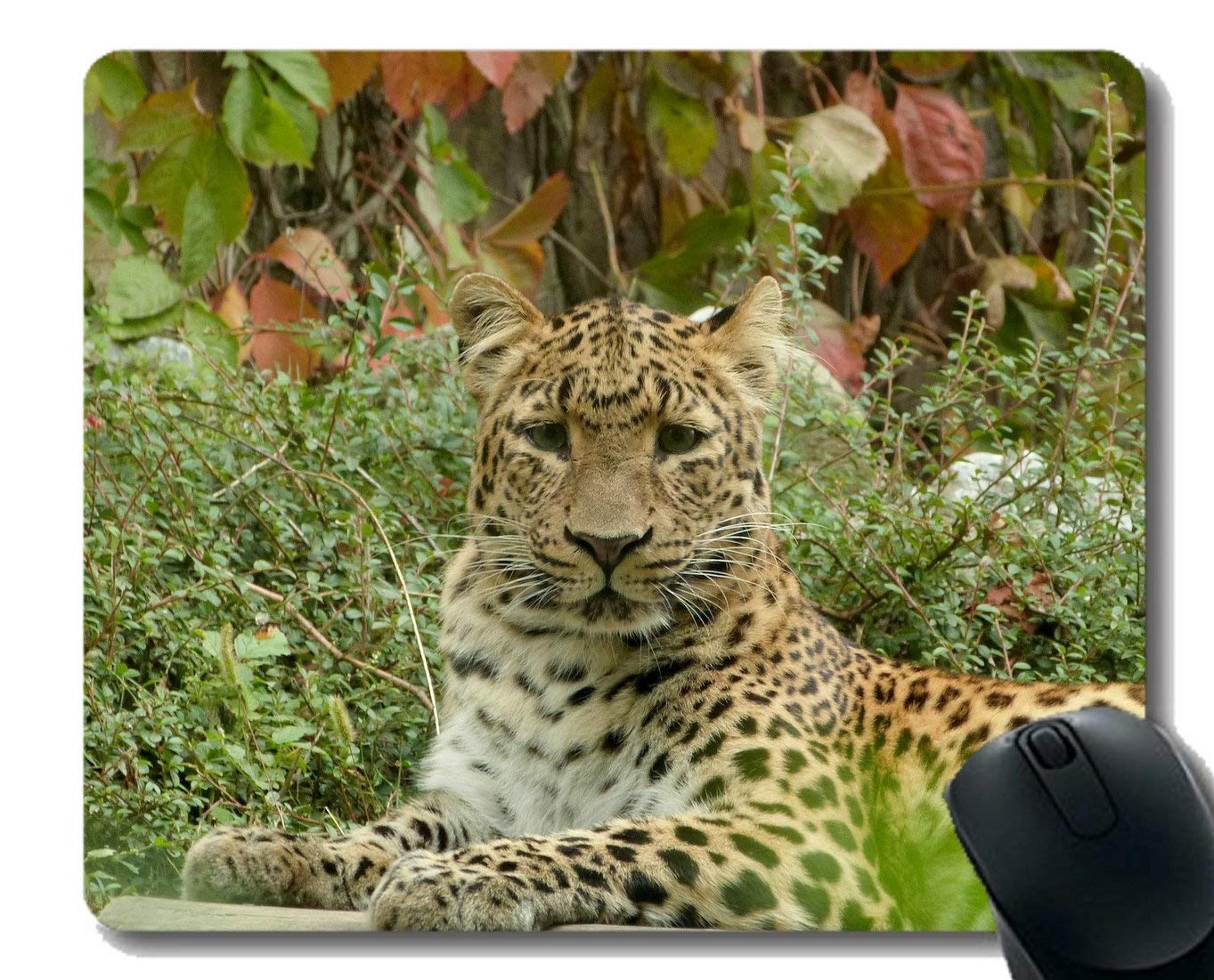 Flying Pig Men Rectangle Mouse Pads for Computers Laptop,Leopard Big cat Zoo Mousepad Non Slip Rubber