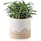 Nihow Ceramic Plant Pot: 6 Inch Planter with Drainage Hole & Saucer for Indoor & Outdoor Plants - Cylinder Round Flower Pot for Succulent/Herbs/Violets - White & Nature
