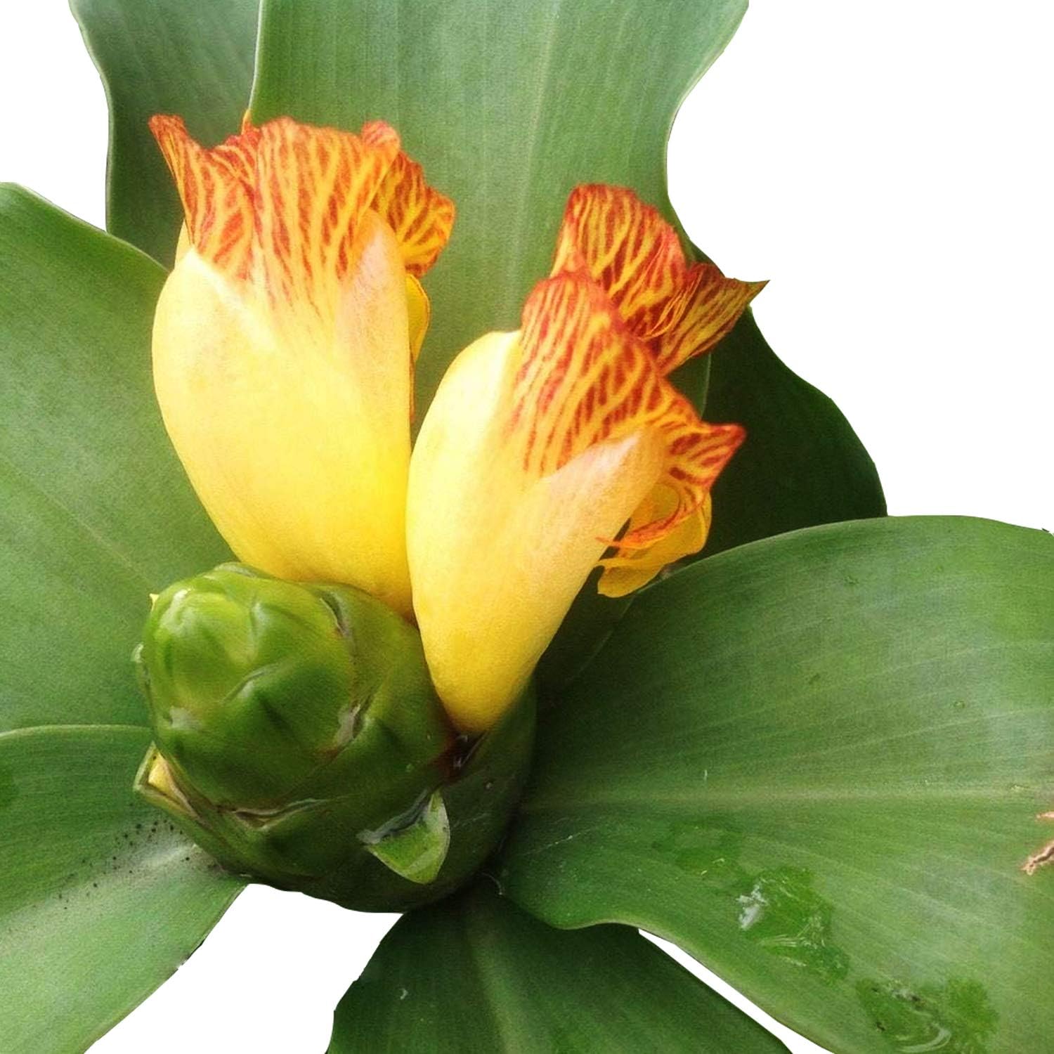 Which Is The Best Livebest 5 Step Ladder