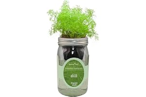 Environet Hydroponic Herb Growing Kit, Self-Watering Mason Jar Herb Garden Starter Kit Indoor, Windowsill Herb Garden, Grow Your Own Herbs from Organic Seeds (Dill)