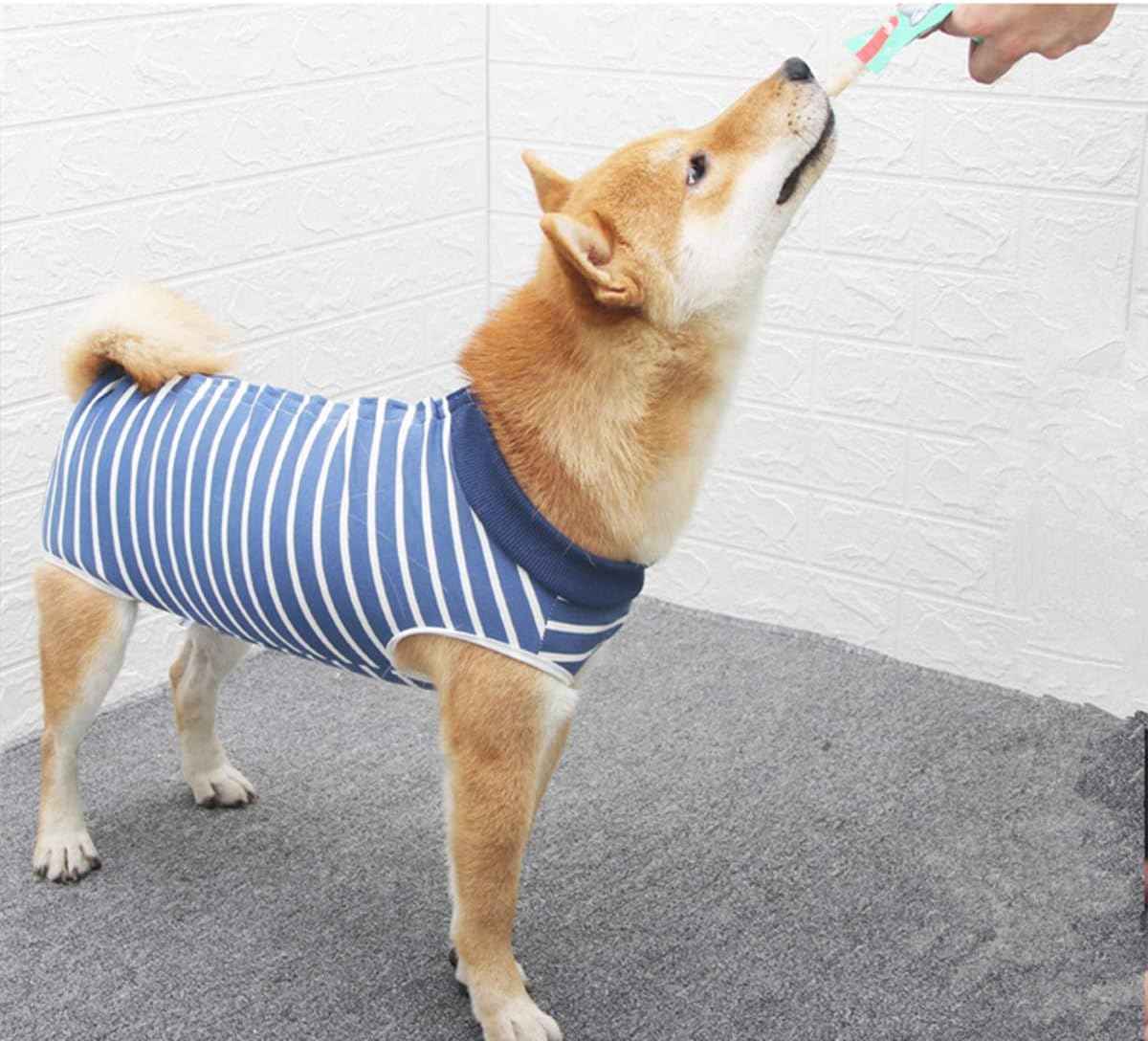 AWOKE Dog Recovery Suit after surgery for Small Medium Large Cats after neutering Wear