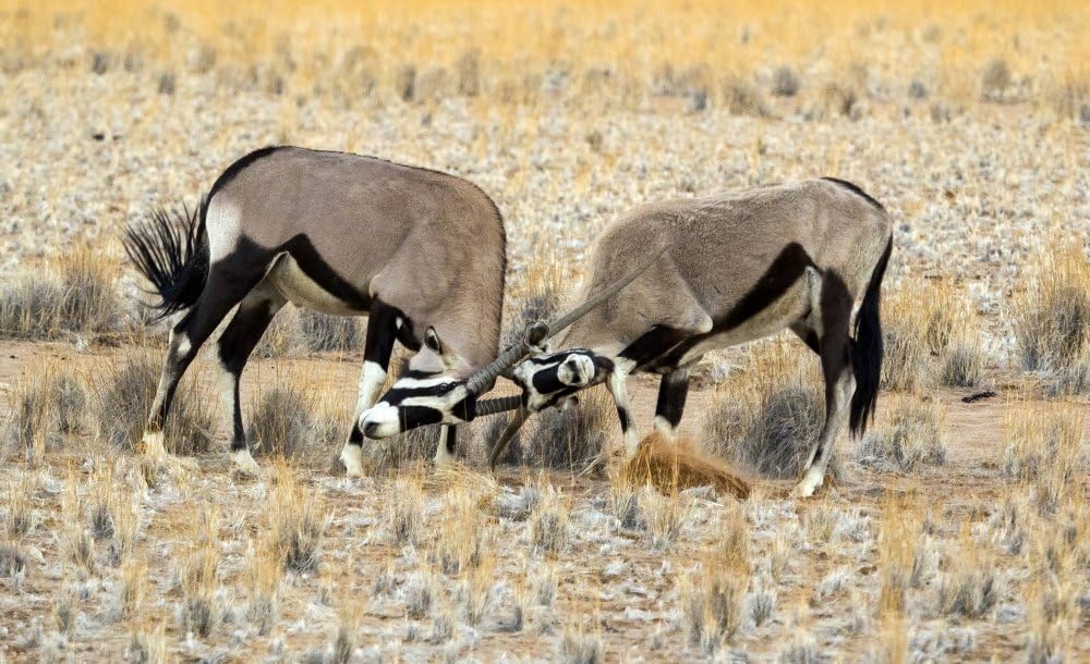 Two male Oryx locking horns Namib-Naukluft National Park Hardap Namibia Poster Print (20 x 12)