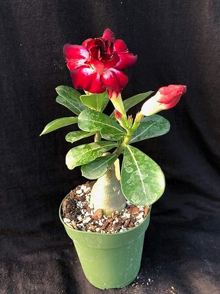 Creative Farmer Bonsai Live Plant - Adenium Cv Fiery Star, Desert Rose 