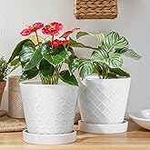 EFISPSS Ceramic Plant Pots, 6 Inch Pots for Indoor Plants, Planters with Drainage Hole and Saucer, Flower Pots Desktop Office Windowsill Decoration Gift Set of 2 - White