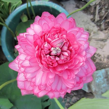 Amazon Com Solution Seeds Farm Hierloom New Bonsai Balcony Red Multi Petalled Lotus Flower Seeds Professional Pack 1 Seed Pack Fragrant Beautiful Garden Outdoor