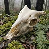 Real Animal Skull Specimen - Ethically Sourced Taxidermy Bone for Veterinary Teaching &amp; Science - Gothic Home Decor, Professional Anatomy Art Reference(Sheep SKULL-1pc)