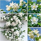 150Pcs White Climbing Jasmine Plant Seeds - Fragrant Perennial Non-GMO Jasmine Flower Seeds for Indoor & Outdoor Planting, Ho