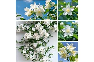 150Pcs White Climbing Jasmine Plant Seeds - Fragrant Perennial Non-GMO Jasmine Flower Seeds for Indoor & Outdoor Planting, Ho