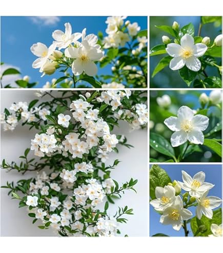 jasmineページ 61lXw23PfxL._AC_UF350,