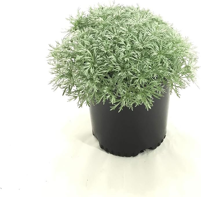 Premier Plant Solutions 16104 Wormwood Premier Plant Solutions 16104 Wormwood