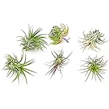 ragnaroc Air Plants - Tillandsia Ionantha Pack, Regular 1-3" - 6ct - Live Arrival Guaranteed - House Plants for Home Decor &